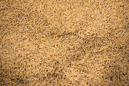 Paddy Drying