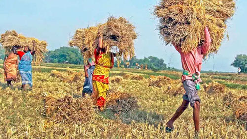 Paddy Procurement