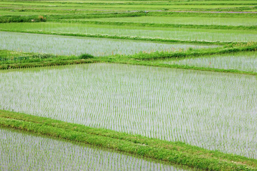 Rice Farming